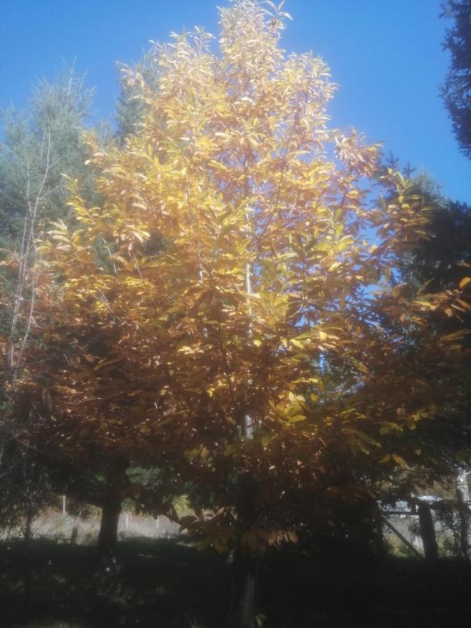Cabana May Pao, Para 3 En Melipeuco Cerca Del Parque Nacional Conguillio エクステリア 写真