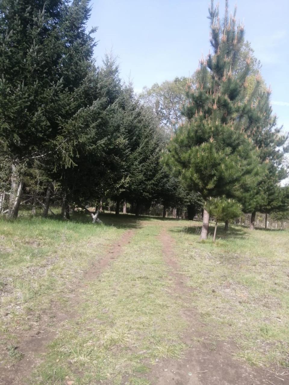 Cabana May Pao, Para 3 En Melipeuco Cerca Del Parque Nacional Conguillio エクステリア 写真