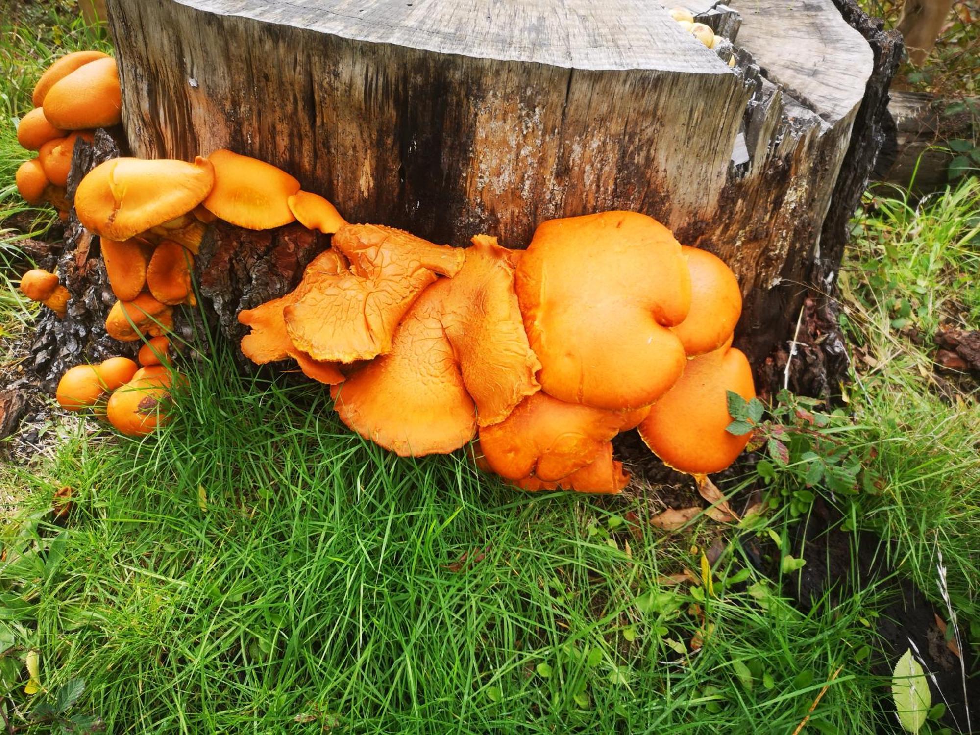 Cabana May Pao, Para 3 En Melipeuco Cerca Del Parque Nacional Conguillio エクステリア 写真